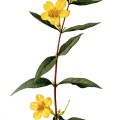 Gelsemium Sempervirens