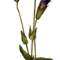 Gentiana Crinata