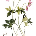 Geranium Maculatum