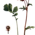 Geum Rivale