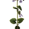 Glecoma Hederacea
