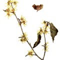 Hamamelis Virginiana