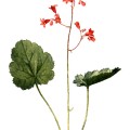 Heuchera Sanguinea