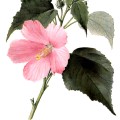 Hibiscus Moscheutos