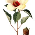 Hibiscus Oculiroseus