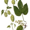 Humulus Lupulus