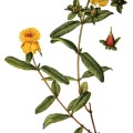 Hypericum Aureum
