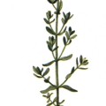 Hypericum Perforatum