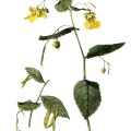 Impatiens Pallida