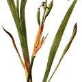 Iris Versicolor