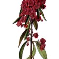 Kalmia Angustifolia