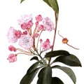 Kalmia Latifolia