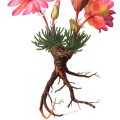 Lewisia Rediviva