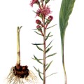Liatris Squarrosa