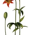 Lilium Grayi