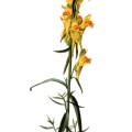Linaria Vulgaris