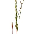 Linum Medium