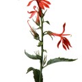Lobelia Cardinalis
