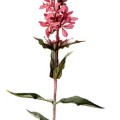 Lythrum Salicaria