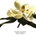 Magnolia Grandiflora