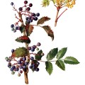 Mahonia Aquifolia