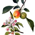 Malus Sylvestris