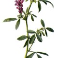 Medicago Sativa