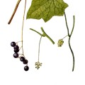 Menispermum Canadense
