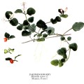 Mitchella Repens