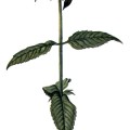 Monarda Media