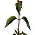 Monarda Mollis