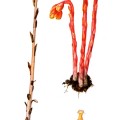 Monotropa Hypopitys
