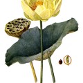 Nelumbo Lutea