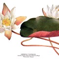 Nymphaea Odorata