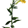 Oenethera Biennis