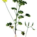 Oxalis Cymosa