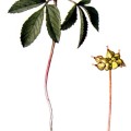 Panax Trifolium