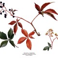 Parthenocissus Quinque
