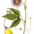 Passiflora Incarnata
