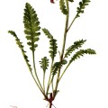 Pedicularis Canadensis