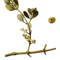 Phoradendron Flavescens