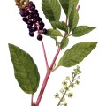 Phytolacca Americana