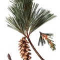 Pinus Strobus