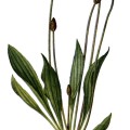 Plantago Lanceolata