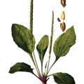 Plantago Rugeli