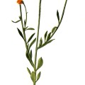 Polygala Lutea