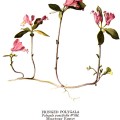 Polygala Paucifolia