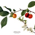 Prunus Americana