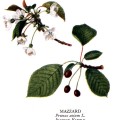 Prunus Avium