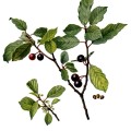 Rhamnus Frangula